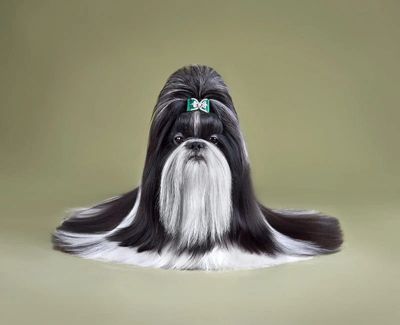 health issues faced by Shih Tzu Breed