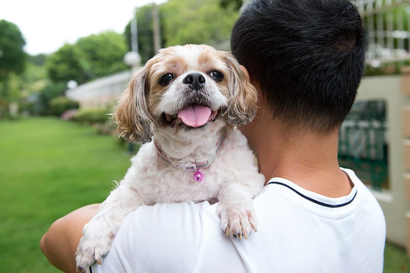 health issues faced by Shih Tzu Breed