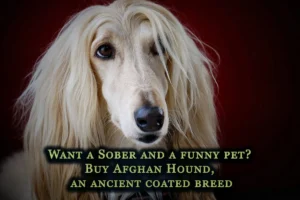 Afghan Hound, an ancient coated breed