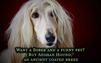 Want a Sober and a funny pet? Buy Afghan Hound, an ancient coated breed