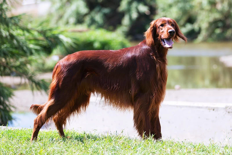 Afghan Hound, an ancient coated breed