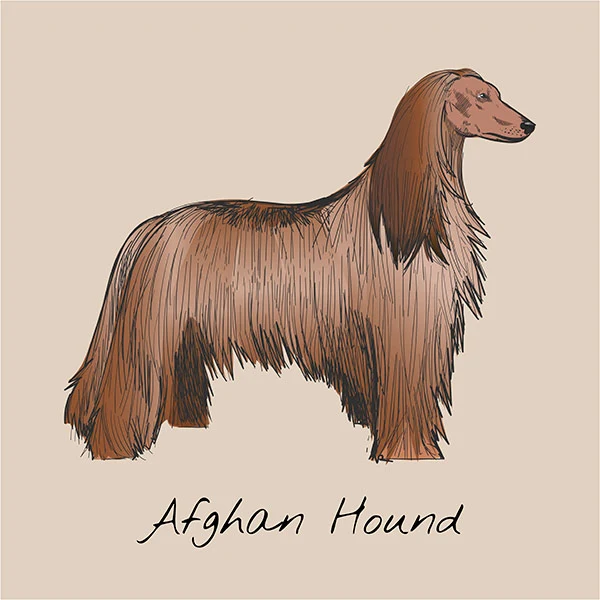 Afghan Hound, an ancient coated breed