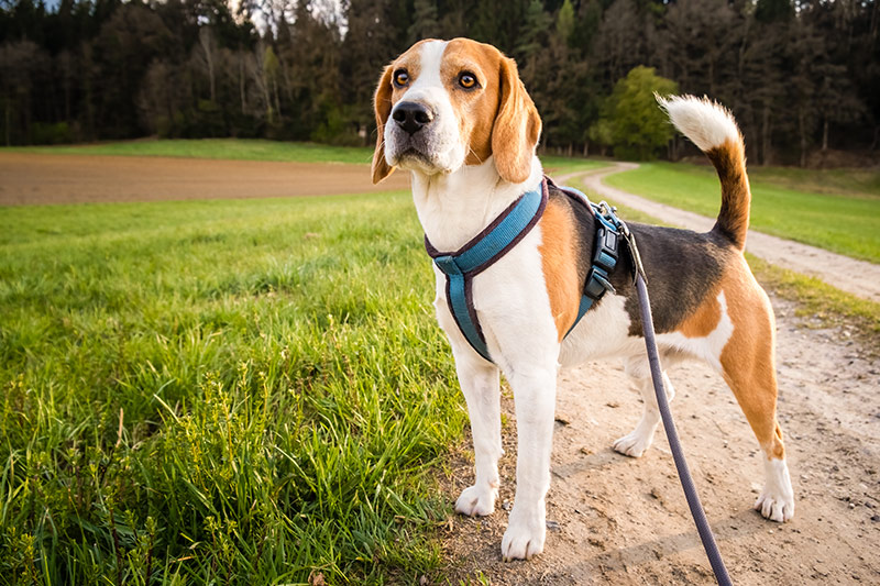 Beagle origin