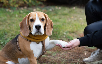 Beagle is one of the most friendly and loving dog